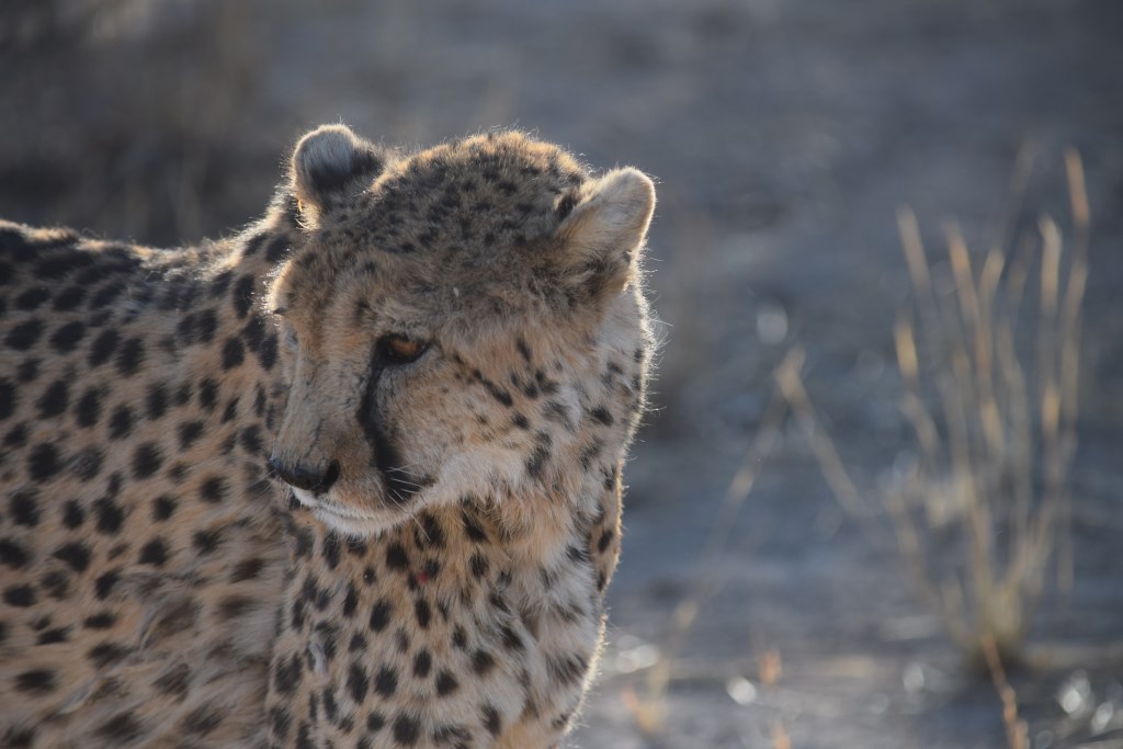 Waterberg_Plateau_Park Gepard im Erongo